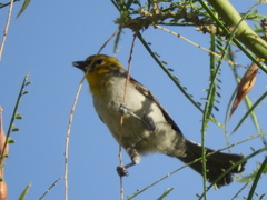 Auriparus flaviceps