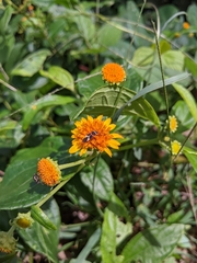 Craspeduchus variegatus