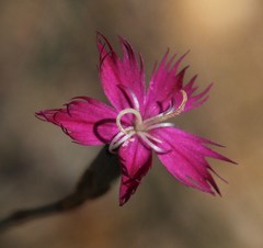 Dianthus bolusii