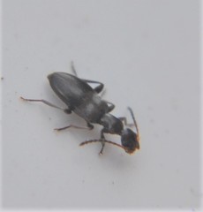 Ischyropalpus
