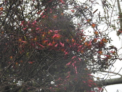 Tropaeolum pentaphyllum