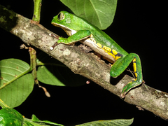 Phyllomedusa burmeisteri