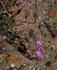 Pelargonium coronopifolium