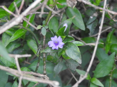 Ruellia erythropus