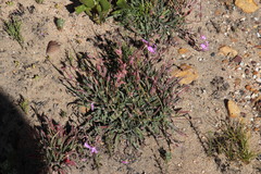 Pelargonium coronopifolium