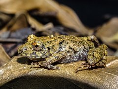 Ischnocnema octavioi