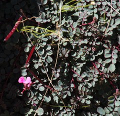 Indigofera humifusa