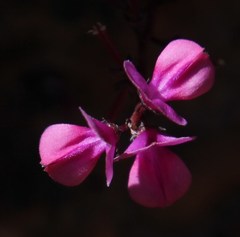 Indigofera humifusa