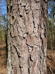 Pinus serotina