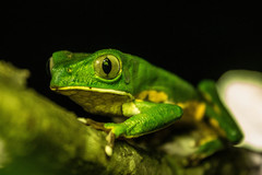 Phyllomedusa burmeisteri