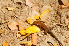 Aspidoscelis guttatus