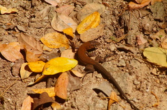 Aspidoscelis guttatus