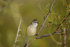 Plain-Mantled Tit-Spinetail photo 5