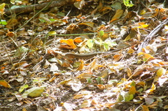 Aspidoscelis guttatus