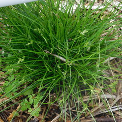 Carex inversa