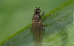 Copromyza