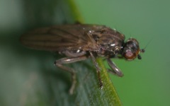 Copromyza