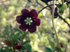 Lardizabala biternata