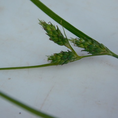 Carex inversa