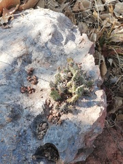 Opuntia velutina