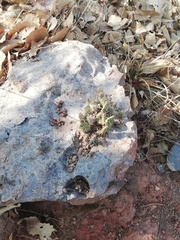 Opuntia velutina