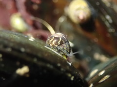 Micrelenchus tessellatus