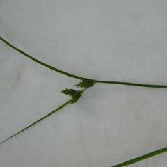 Carex inversa