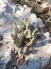 Opuntia velutina