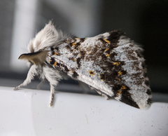 Aglaosoma periblepta