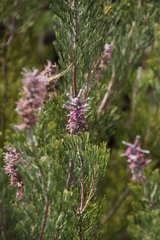 Paranomus bracteolaris