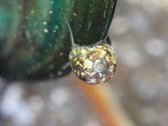 Micrelenchus tessellatus