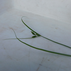 Carex inversa