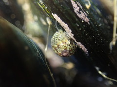 Micrelenchus tessellatus