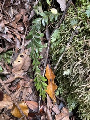 Tmesipteris tannensis