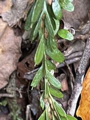 Tmesipteris tannensis