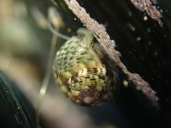 Micrelenchus tessellatus