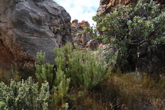 Paranomus bracteolaris