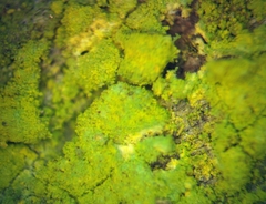 Chrysothrix granulosa