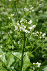 Cardamine breweri