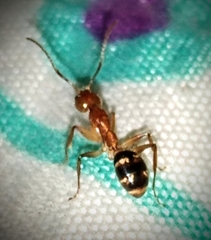 Dolichoderus diversus