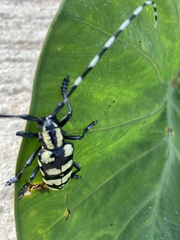 Anoplophora horsfieldii