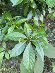 Rauvolfia verticillata