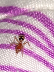 Dolichoderus diversus