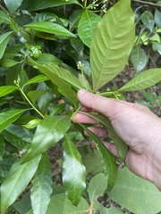 Rauvolfia verticillata