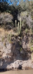 Trichocereus chiloensis chiloensis