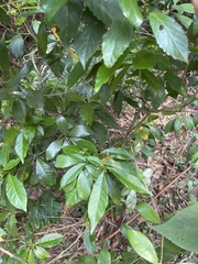 Rauvolfia verticillata