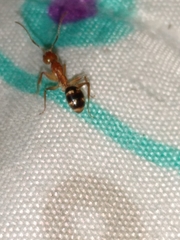 Dolichoderus diversus