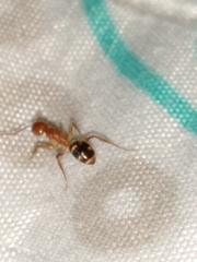 Dolichoderus diversus