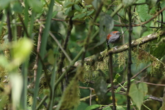 Synallaxis brachyura