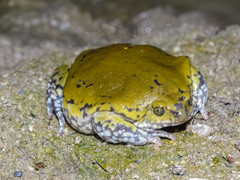 Dermatonotus muelleri